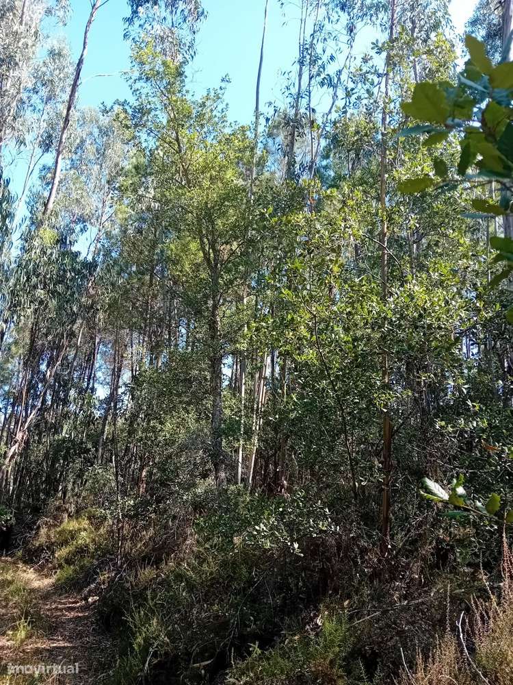 Terreno florestal com eucaliptos e pinheiros, com bons acessos-5
