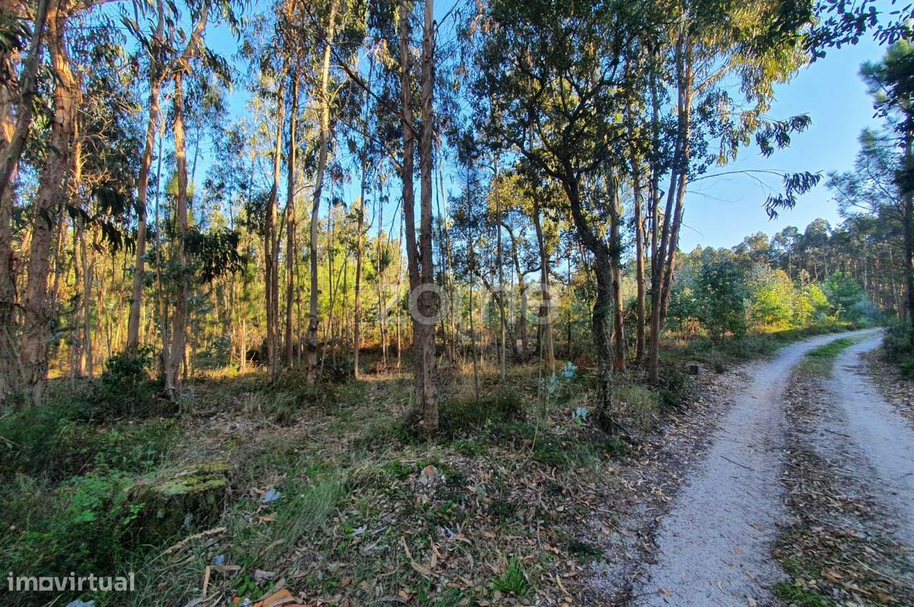 Terreno rústico - Grande imagem: 3/16
