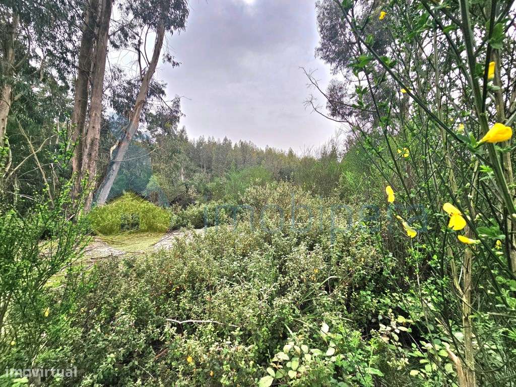 Um excelente terreno, ideal para cultivo, com 3 hectares e com uma ... - Grande imagem: 5/14