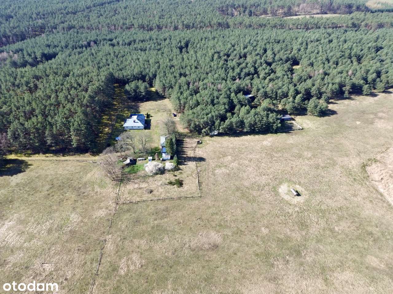 49,2 ha z domem we własnym lesie - 1 godzina do Poznania - Pełny obrazek: 4/11