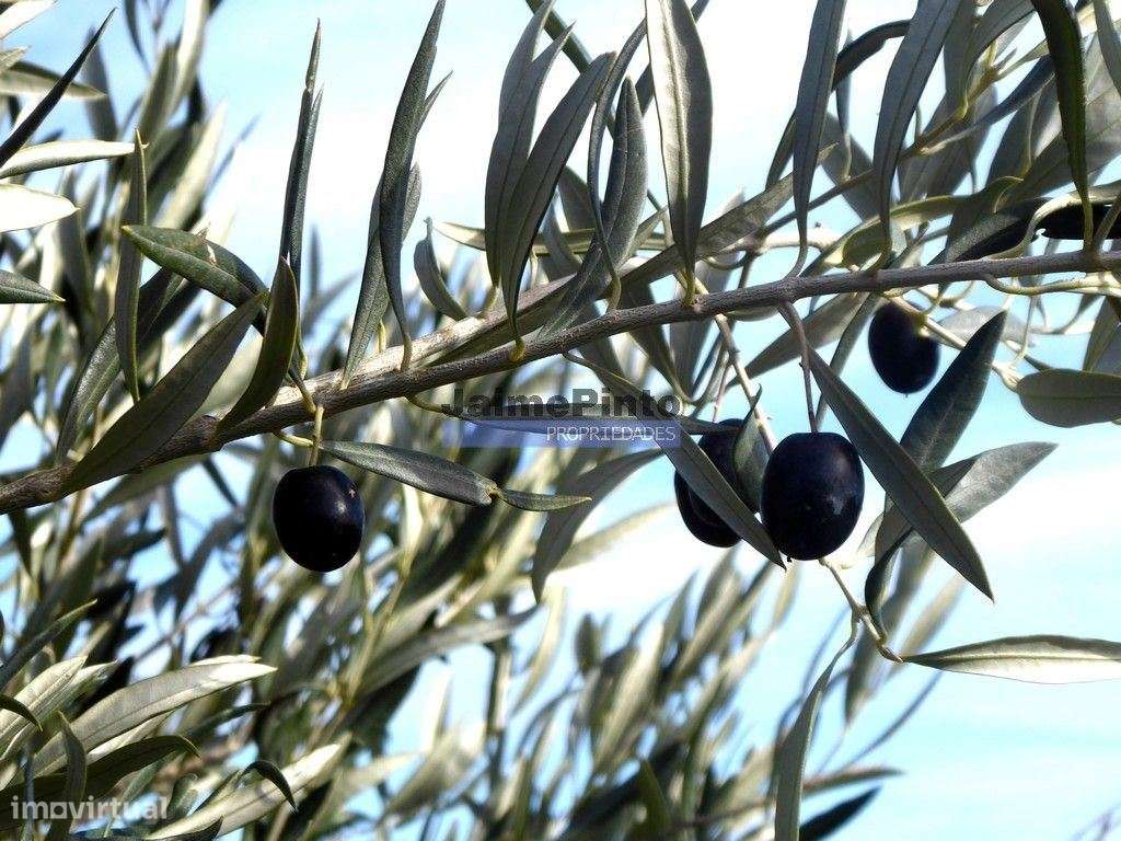 7,0 HA OLIVAL e CASA de CAMPO. Portugal, Barca dAlva, F. C. Rodrigo. - Grande imagem: 5/9