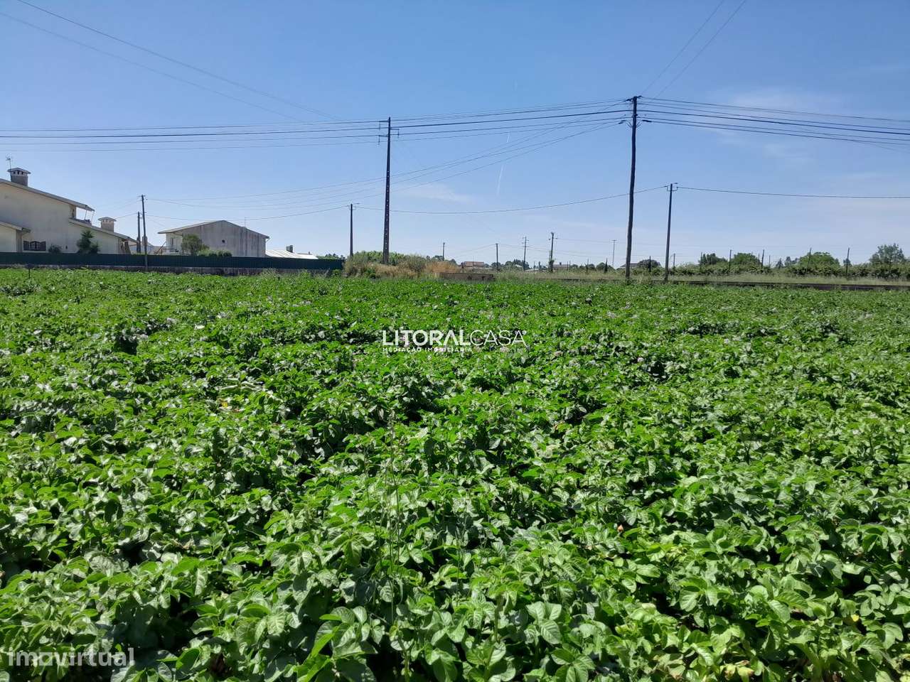 Terreno para construção com 2900m2 | Troviscal - Grande imagem: 3/12