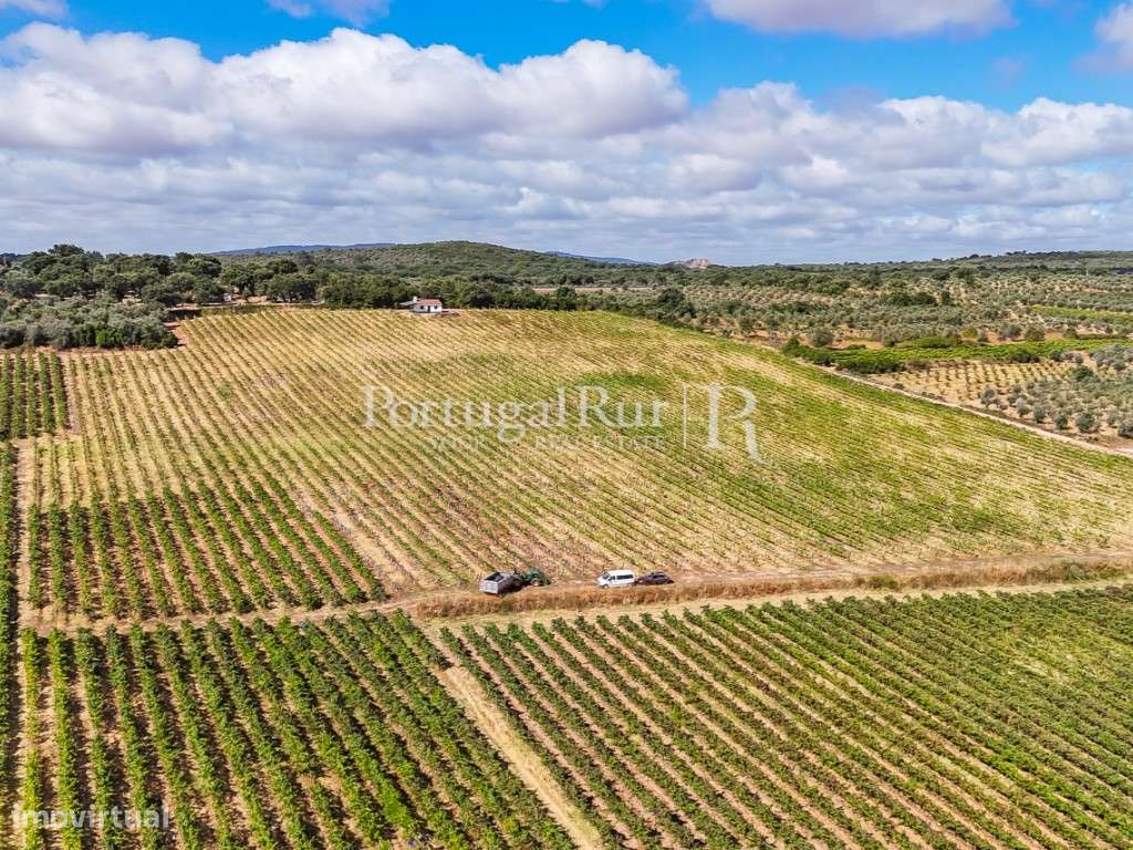 Quinta de 6,9 ha com vinha em produção, Borba - Grande imagem: 5/50