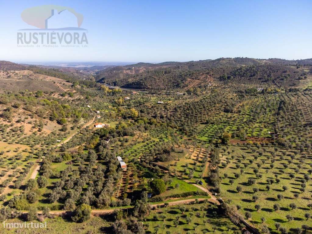 Quinta com Olival - Grande imagem: 5/10