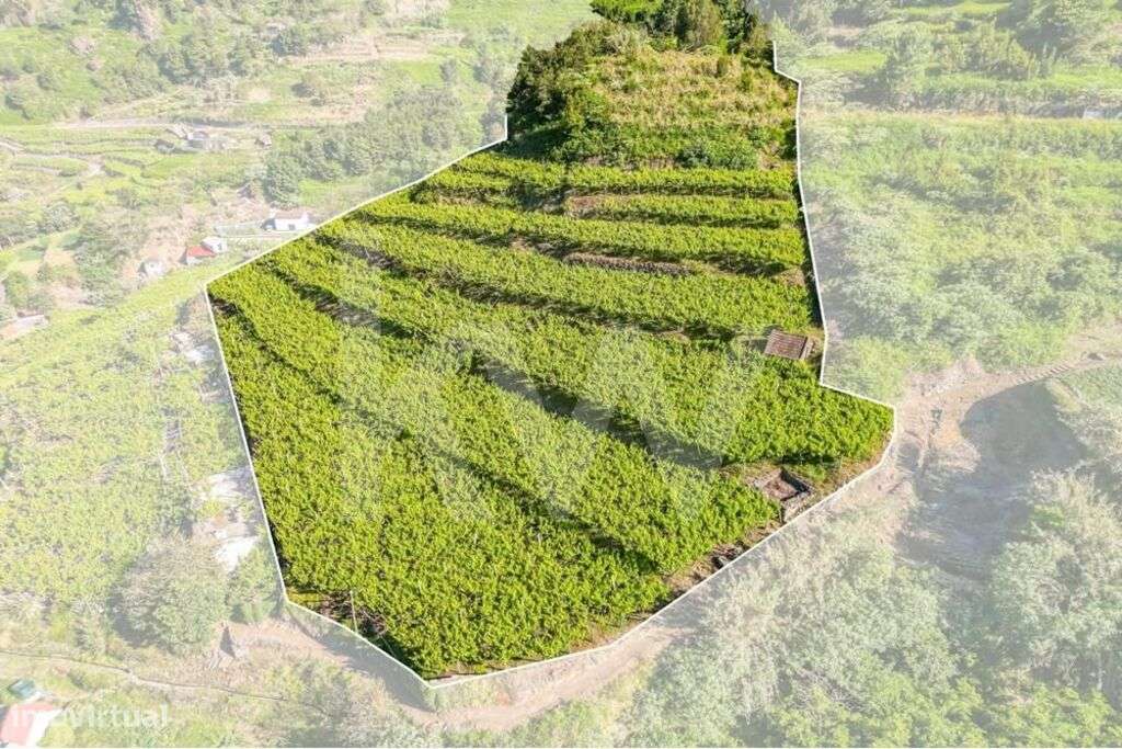 THE VINEYARD -- SÃO VICENTE MADEIRA | OPORTUNIDADE DE INVESTIMENTO - Grande imagem: 5/32