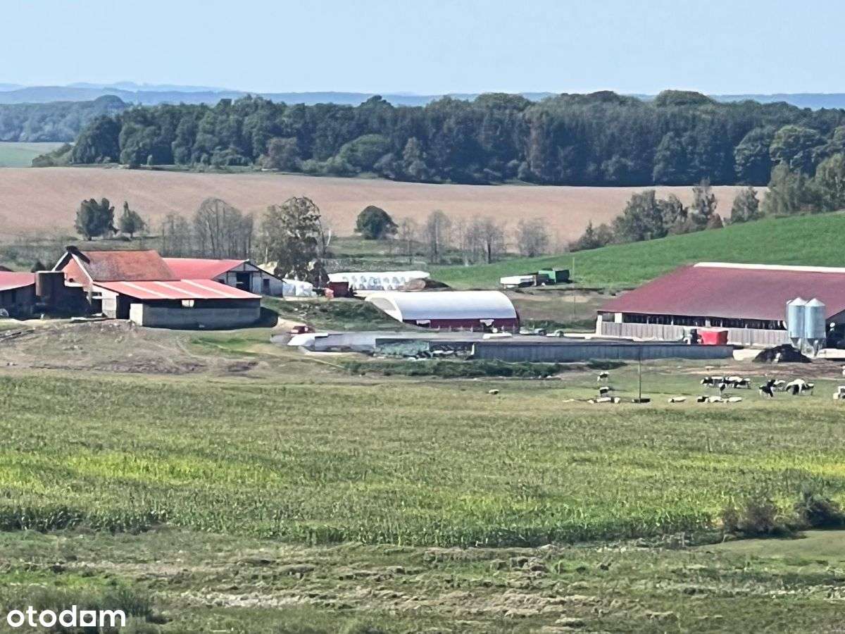 Gospodarstwo Rolne (Produkujące Mleko) - Pełny obrazek: 4/13