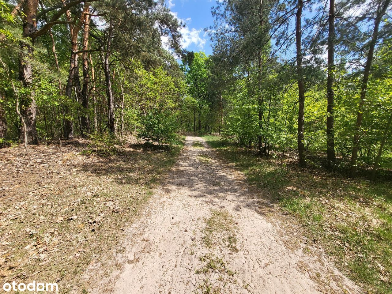 Działka leśna 10100m2 ul. Chabrowa !