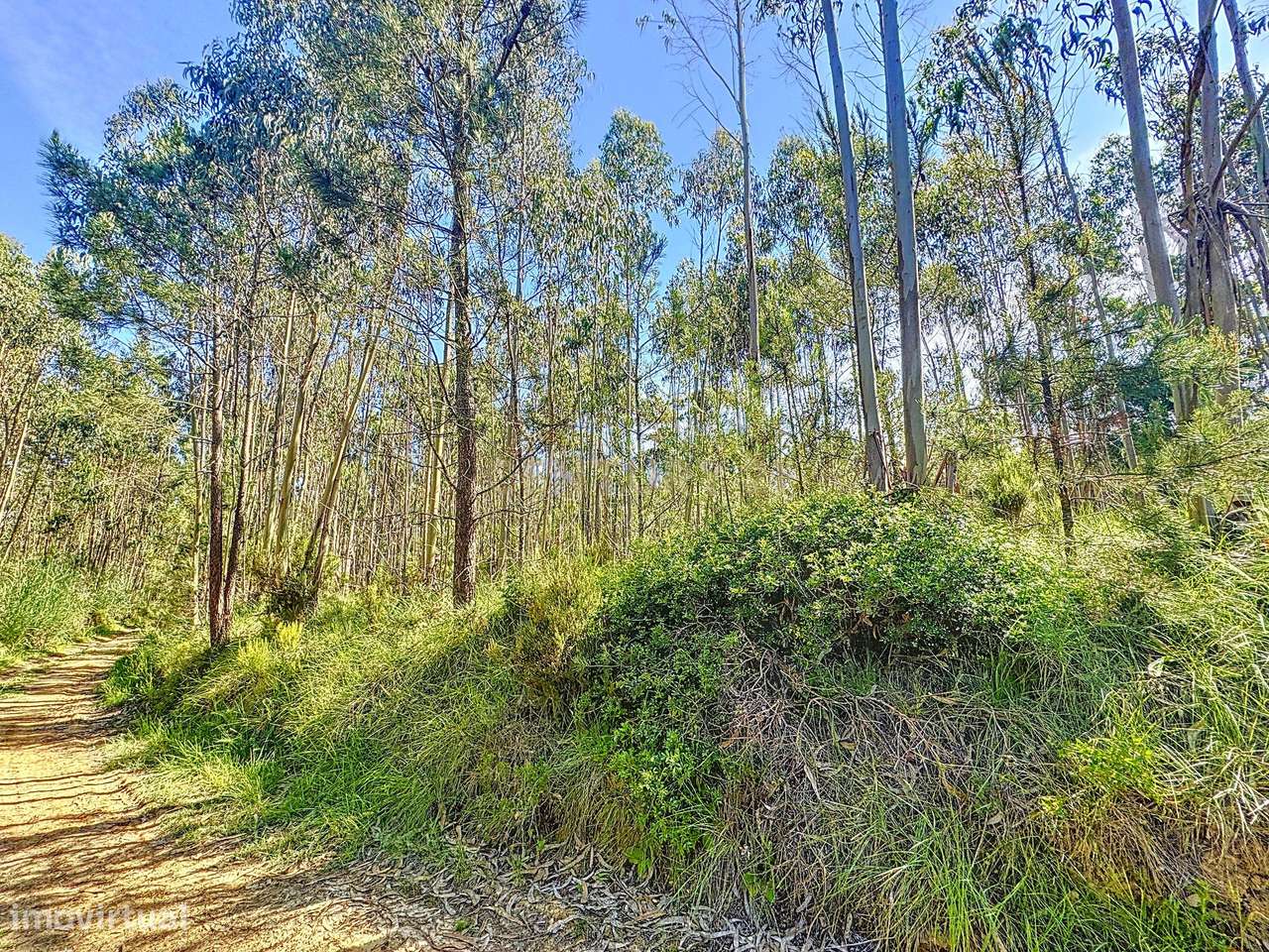 Terreno Rustico com Árvores! - Grande imagem: 4/5