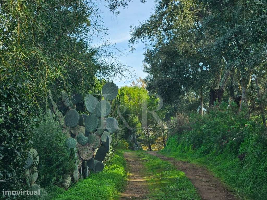 Monte alentejano com moradia T10 e piscina em Montemor-o-Novo, Évora - Grande imagem: 5/60