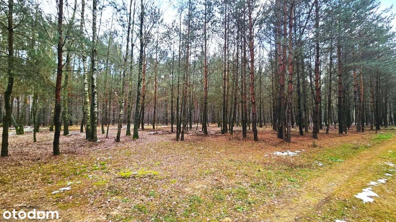 Działka Z Mpzp pięknie zadrzewiona w Katarzynowie - Pełny obrazek: 5/9