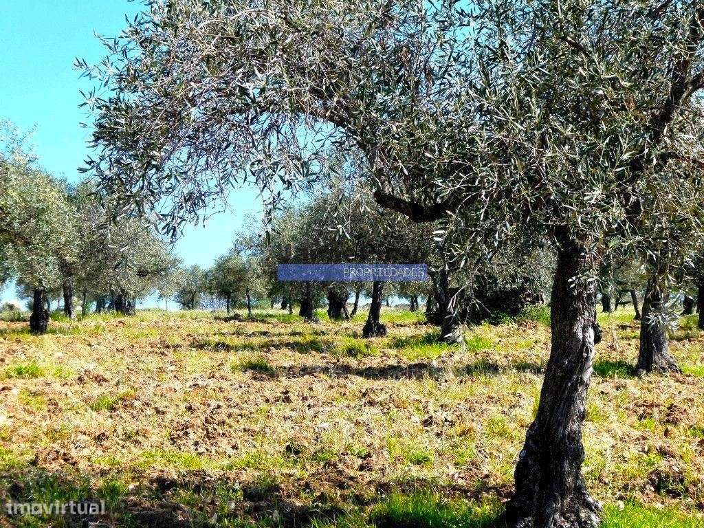 6,95 HA OLIVAL e CASA de CAMPO. Portugal, Barca dAlva, F. C. Rodrigo. - Grande imagem: 2/9
