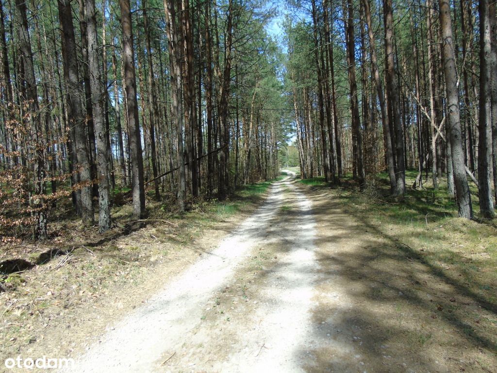5 hektarów lasu w Rotembarku k/Kościerzyny