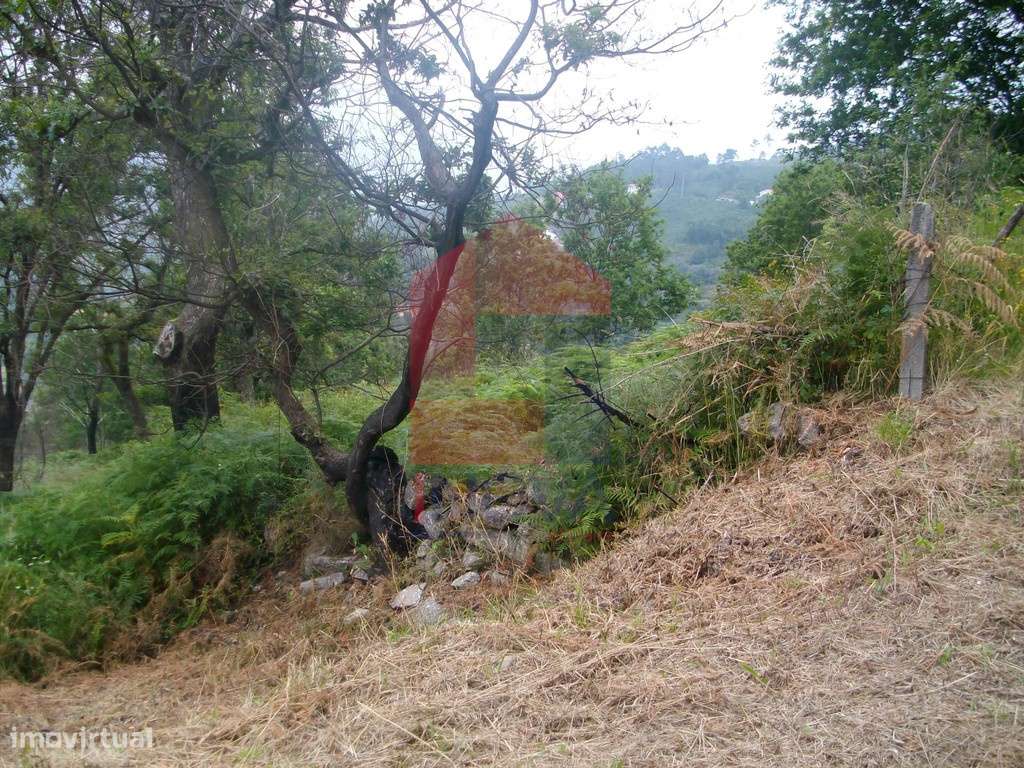 Terreno agrícola, Aboim da Nóbrega - Grande imagem: 2/12