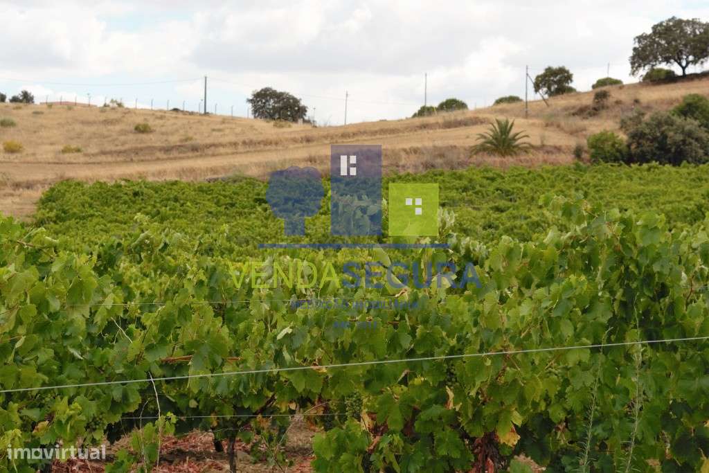 Vinha de Antão Vaz c/ Potencial de Rega Alqueva - Grande imagem: 4/4
