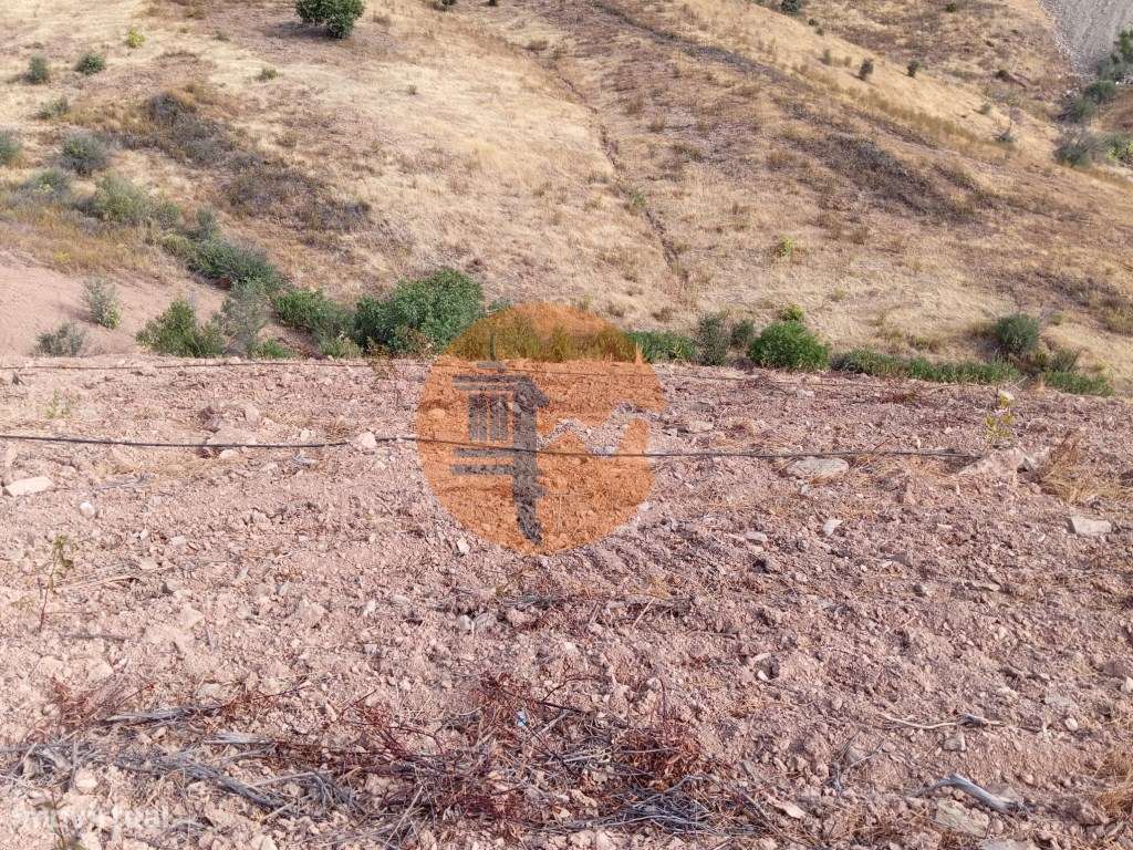 Terreno Rustico com plantação de alfarrobeiras-11