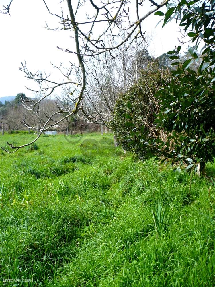 Quinta Minhota em Covas: Pedra, Água de Mina e Vistas Infinitas-25