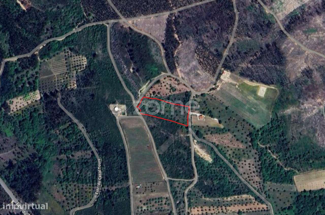 Pinhal - Grande imagem: 2/7