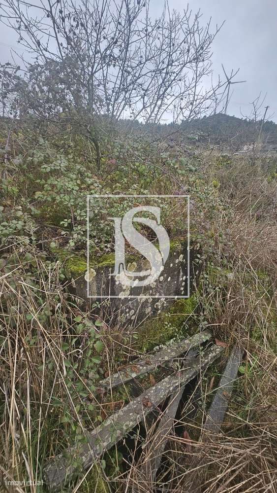 Terrenos Rústicos – Aricera e Goujoim, Armamar (Viseu)-10