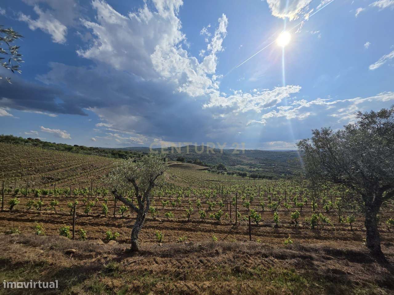 Quinta dos Cantos — Propriedade com vinha, olival e potencial agrícola-5