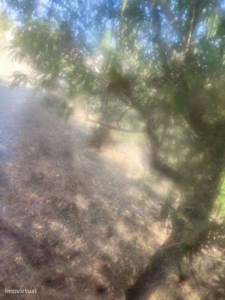 Vendo um terreno em mós Moncorvo - Grande imagem: 4/7