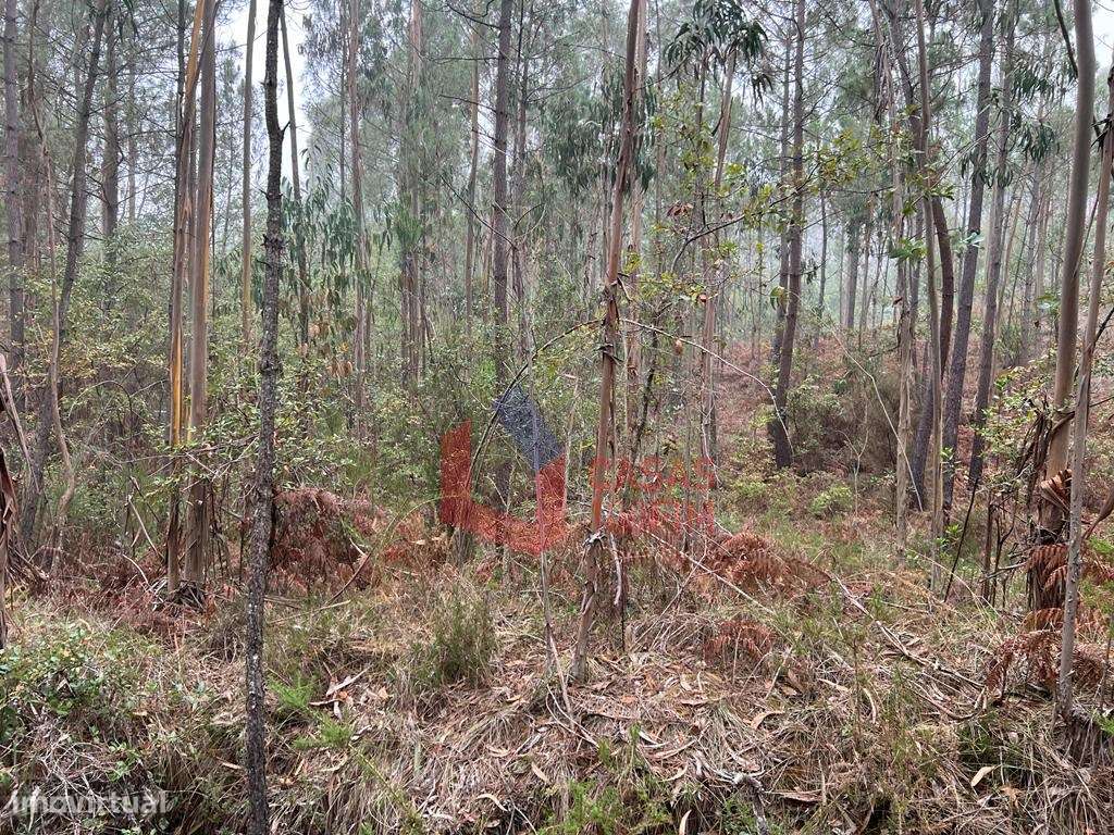 Terreno florestal com 3.000m2 perto do IEJ do Juncal. - Grande imagem: 3/6