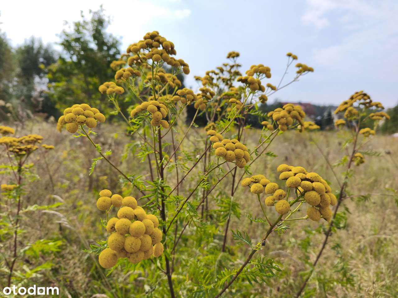 Działka z miejscowym planem zagospodarowania i mediami-5