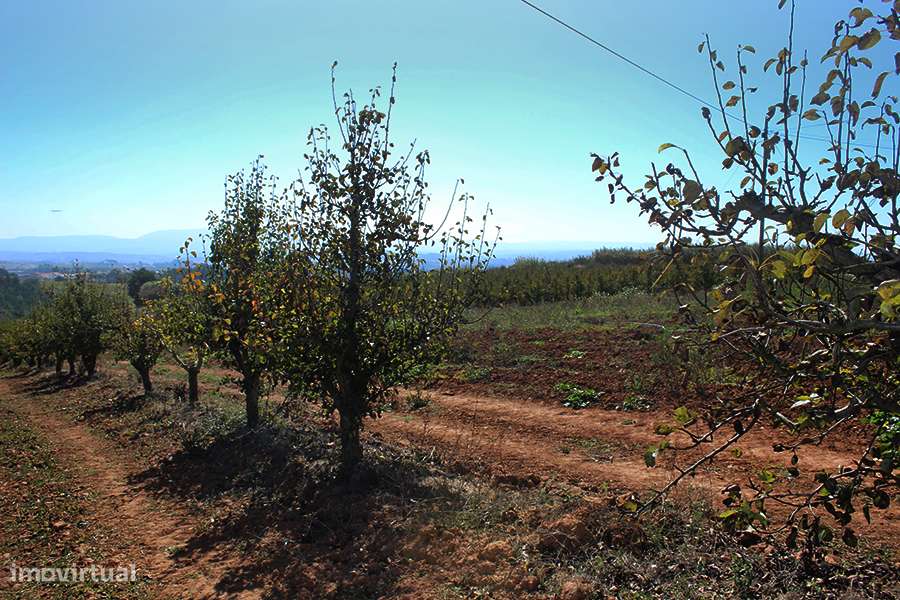 Terreno urbanizável, vista magnífica para Sul entre Óbidos e Bombarral-3