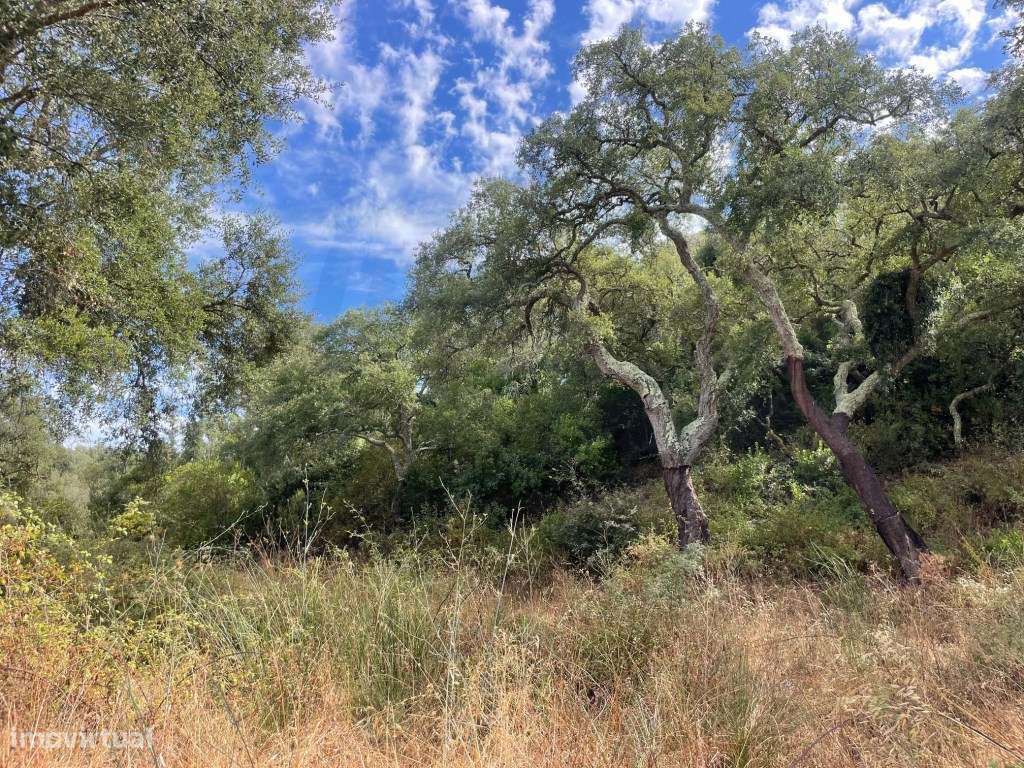HERDADE COM 100 HECTARES E BASTANTE ARBORIZAÇÃO-8