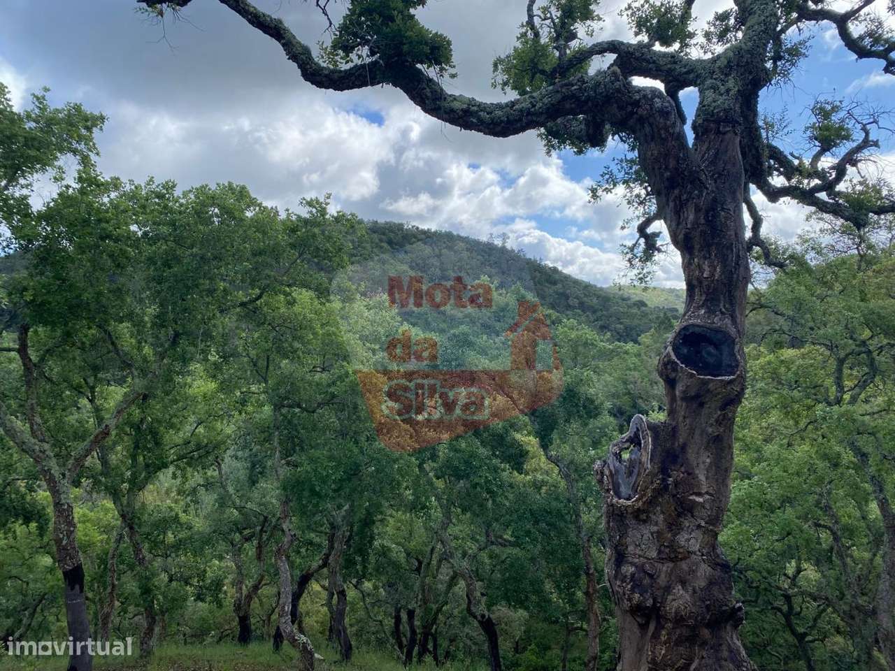 Terreno rústico com vista de serra e mar - Grande imagem: 4/13