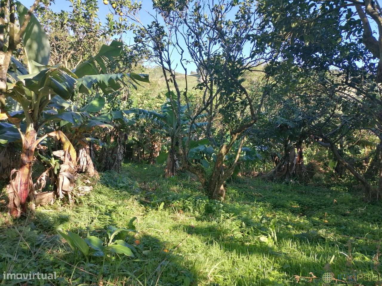 T3 c/Marquise| Flamengos-32