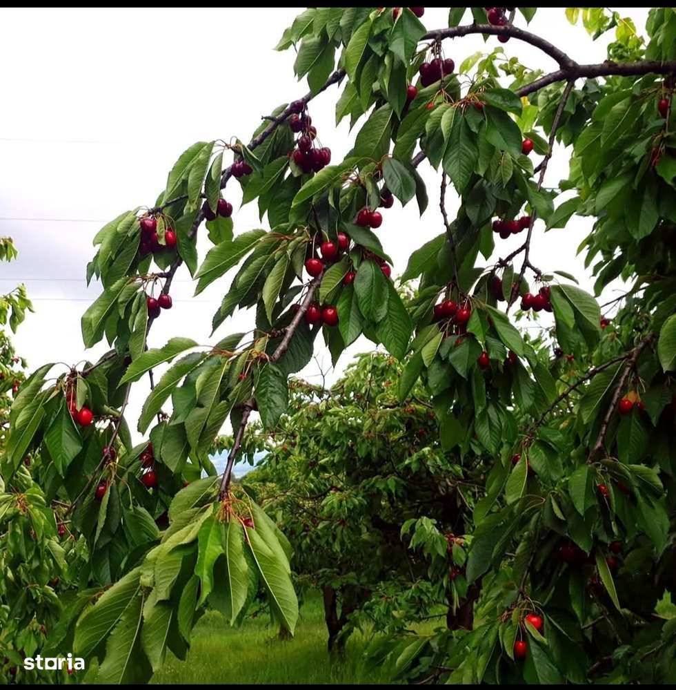 Livada ta de cireșe te așteaptă! 1,5 ha cu peste 400 de copaci maturi - Imagine principală: 2/2