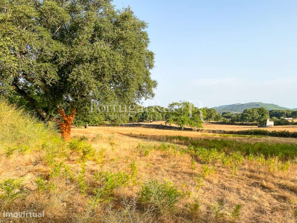 Quinta de 10 ha com projeto aprovado para 2 moradias em Marvão-53