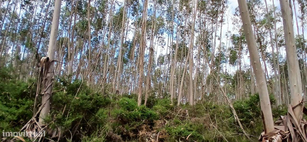 Terreno Rústico em Escariz, Vila Verde - Oportunidade Única - Grande imagem: 5/14