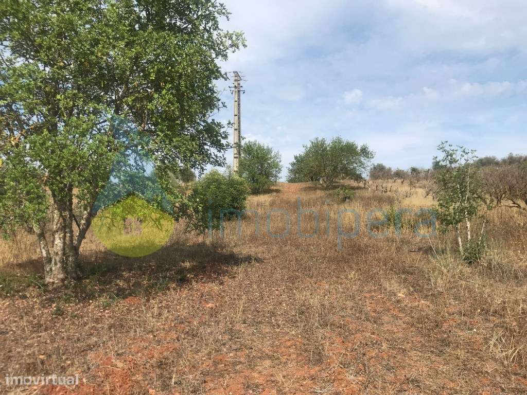 TERRENO RÚSTICO COM ALFARROBEIRAS PERTO DA RIBEIRA - Grande imagem: 5/14