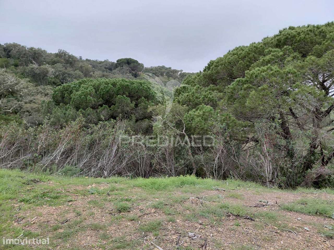 Terreno rústico com 4,050 hc,Quinta Nova, São Francisco da Serra. - Grande imagem: 4/10