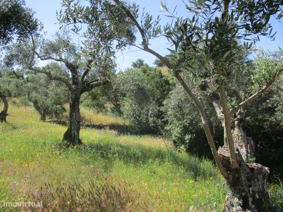 Quinta - Grande imagem: 5/10