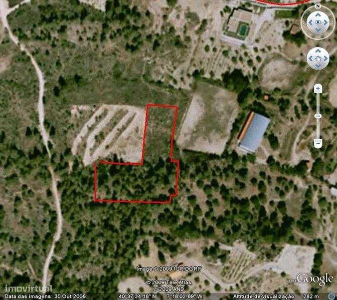 Terreno Rustico com Pinheiros - Grande imagem: 4/4