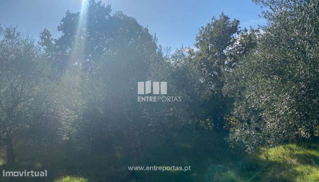 Venda Terreno, São Cristóvão de Nogueira, Cinfães - Grande imagem: 5/29
