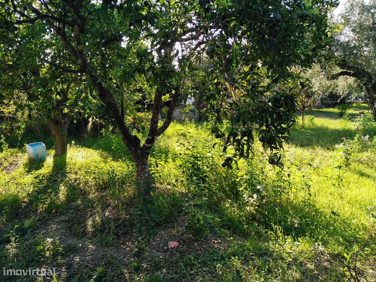 Terreno Rústico com duas construções, Amarelos, Castelo Branco - Grande imagem: 3/7