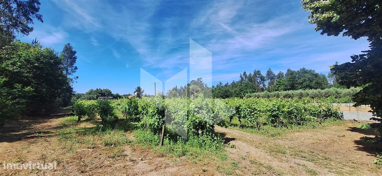 Quintinha  Venda em Lobão da Beira,Tondela-11