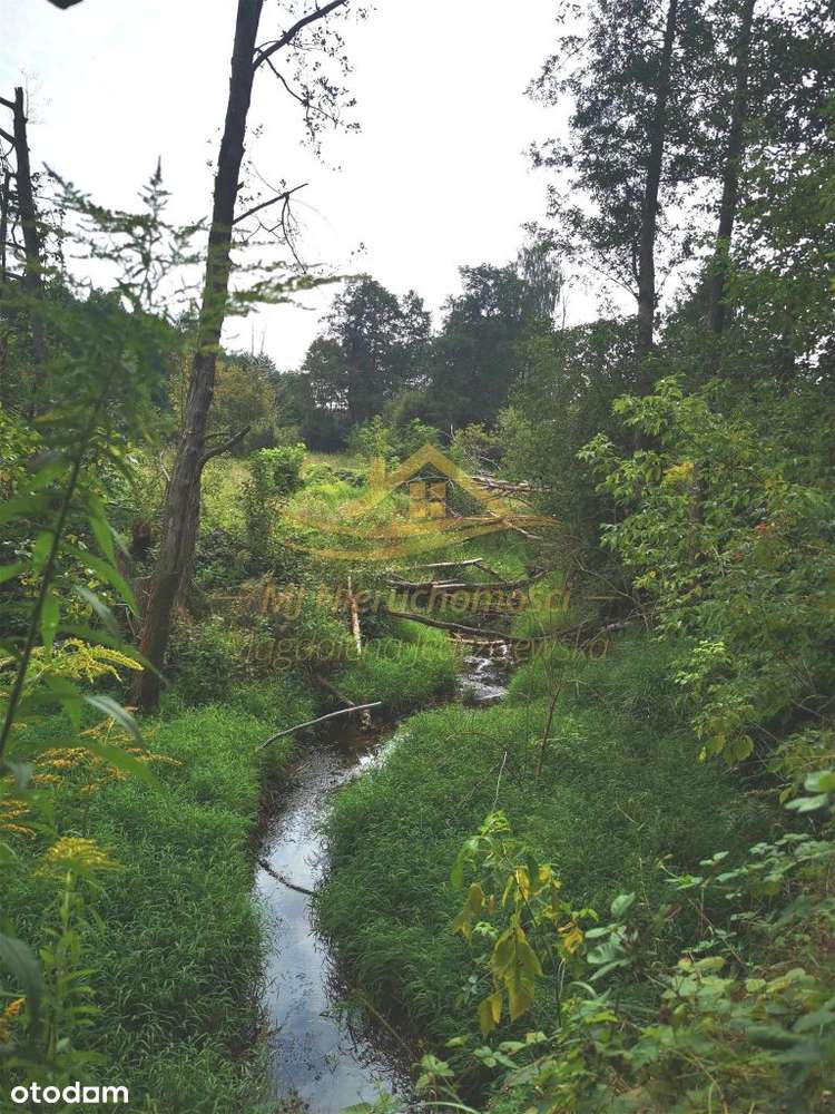 29 900 m2 Stare Budy Siedlisko - inwestycja - Pełny obrazek: 4/4