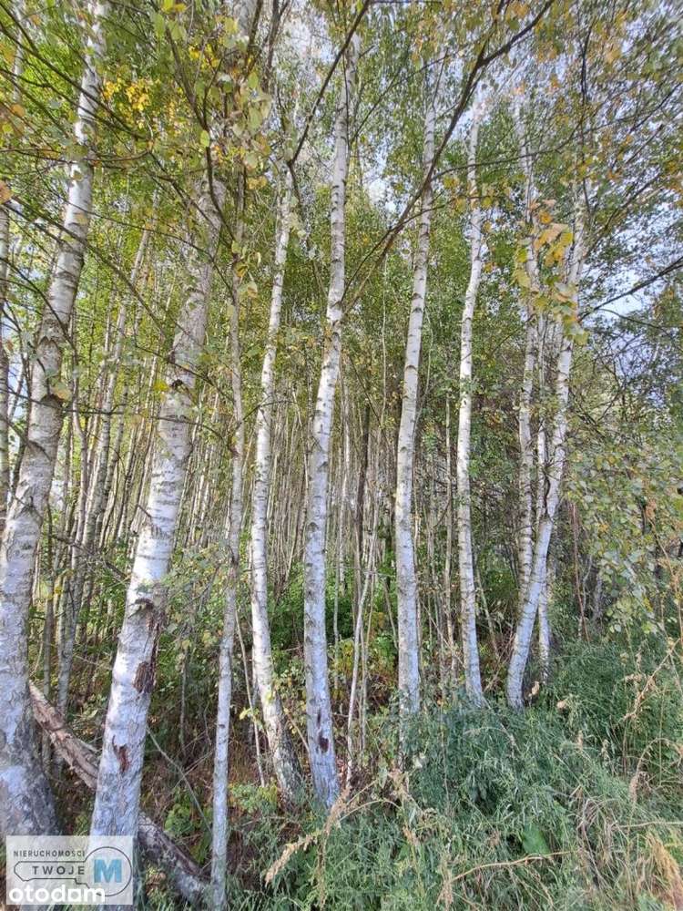Nowa niższa cena! Działka w otoczeniu lasu! - Pełny obrazek: 5/8