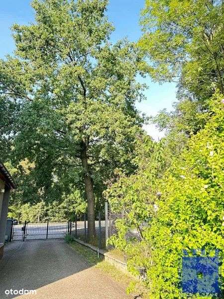 Gliwice, Szobiszowice, toszecka, 62-17