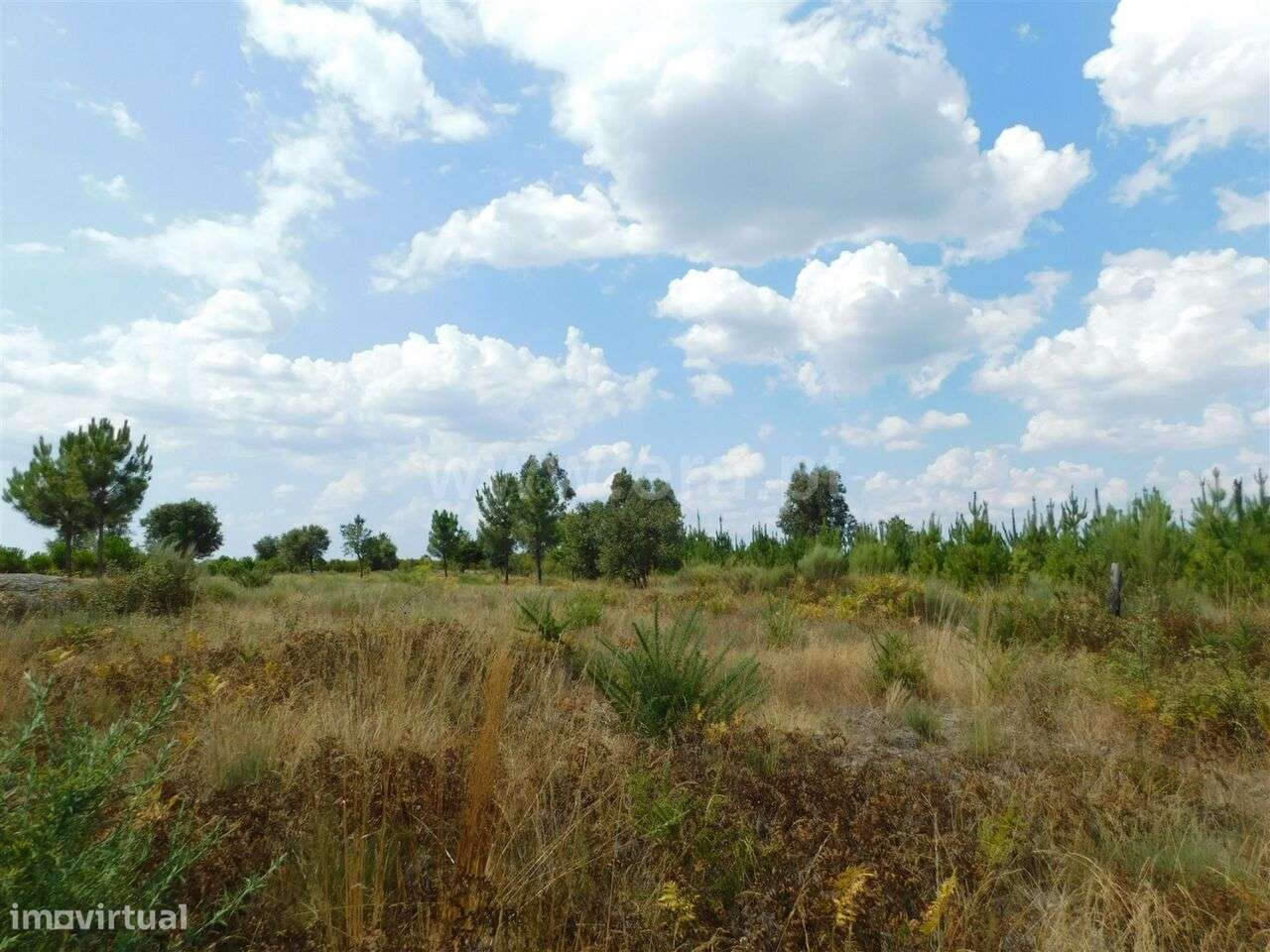 Quinta / Seia, Santa Comba - Grande imagem: 4/20