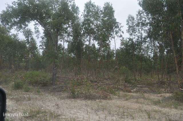 Herdade, para venda, Ponte de Sor - Foros de Arrão-5