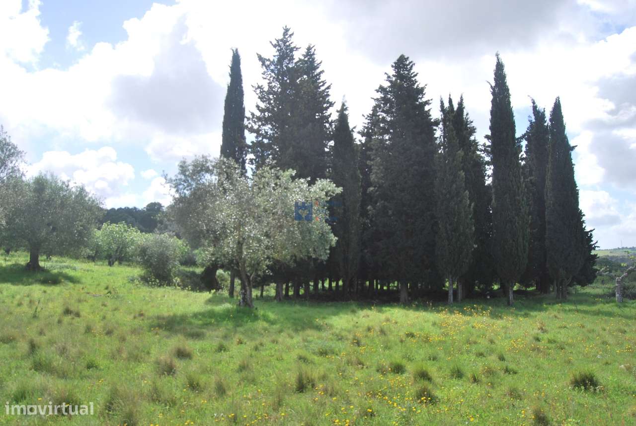 Terreno de 5 Hectares Torres Novas - Grande imagem: 2/60