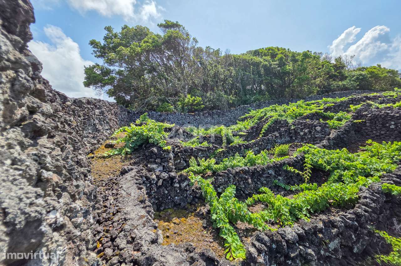 Terreno Rústico com vinha na Madalena, na Ilha do Pico - Grande imagem: 4/26