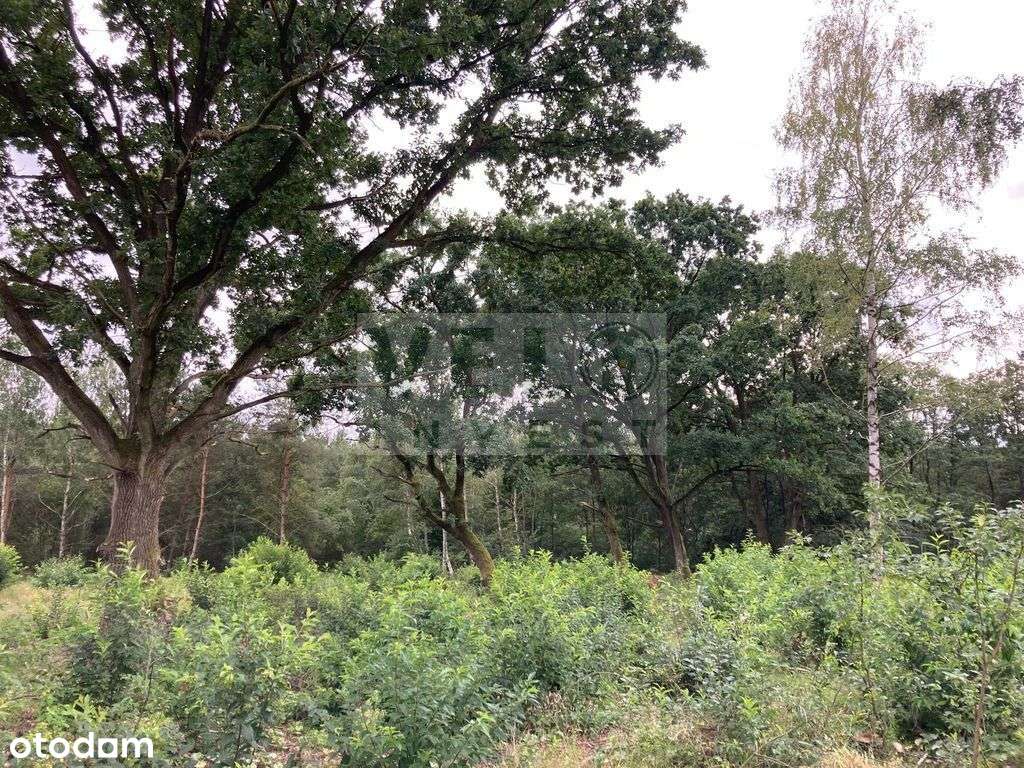 Radzyny - działka budowlana pod lasem-2