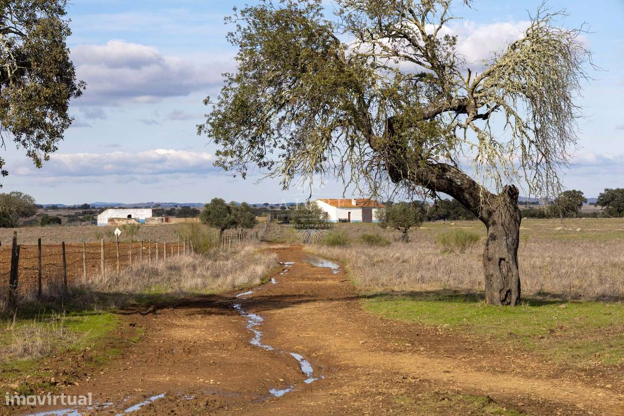 Herdade Alentejo-31