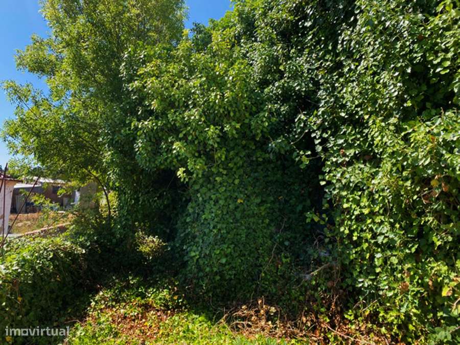 Grande moradia para recuperar, vistas desafogadas, São Gregório-4